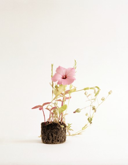 Image - Flowerfield (#8) Image